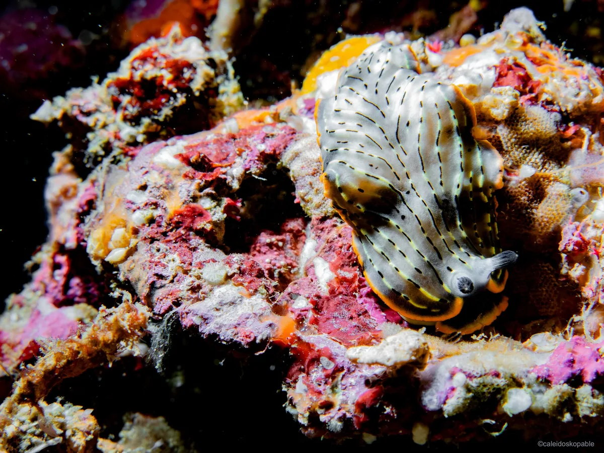Dermatobranchus gonatophorus - Mabini, Philippines