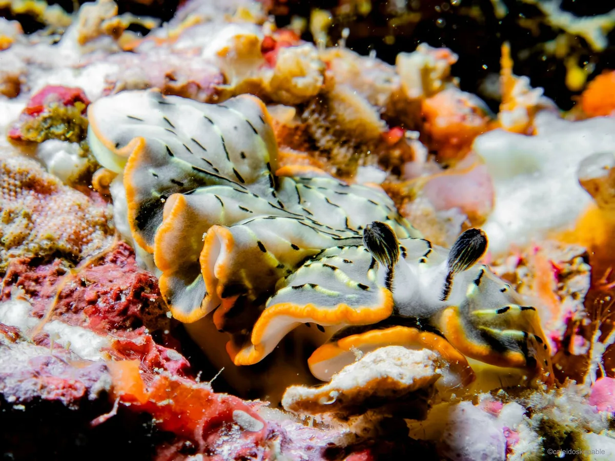 Dermatobranchus gonatophorus - Mabini, Philippines