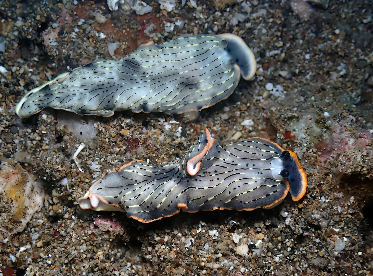 Dermatobranchus gonatophorus - Mabini, Batangas, Philippines