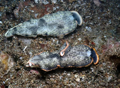 Dermatobranchus gonatophorus - Mabini, Batangas, Philippines