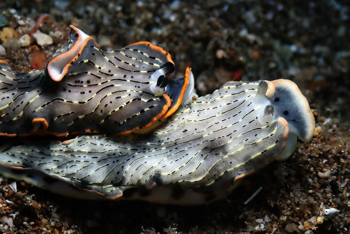 Dermatobranchus gonatophorus - Mabini, Batangas, Philippines