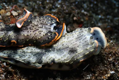 Dermatobranchus gonatophorus - Mabini, Batangas, Philippines