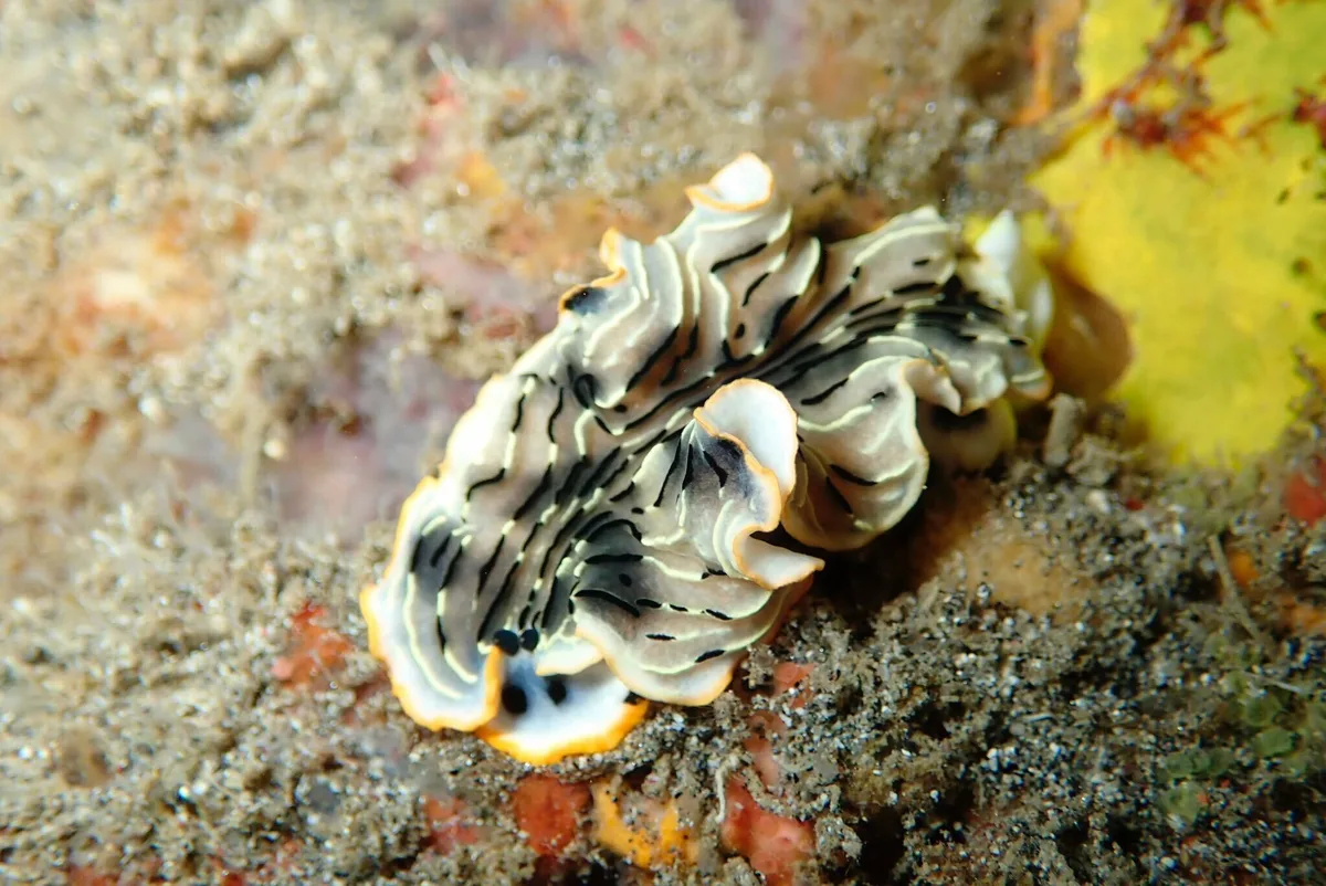 Dermatobranchus gonatophorus - Crystal Bay