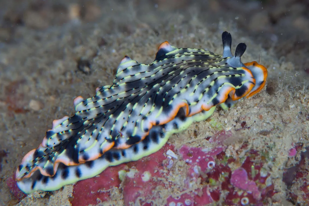 Dermatobranchus gonatophorus