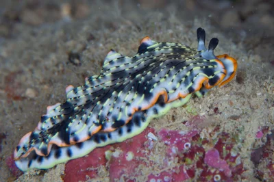 Dermatobranchus gonatophorus
