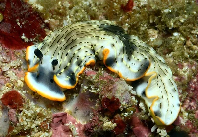 Dermatobranchus gonatophorus - Tingloy, Batangas, Philippines