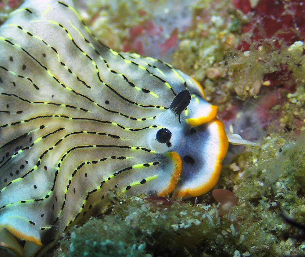 Dermatobranchus gonatophorus - Tingloy, Batangas, Philippines