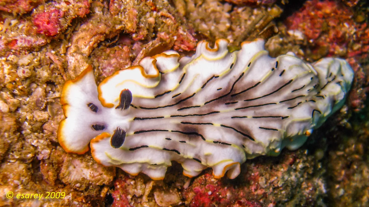 Dermatobranchus gonatophorus - Ko Raya Yai, Rawai, Mueang Phuket District, Phuket, Thaimaa