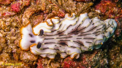 Dermatobranchus gonatophorus - Ko Raya Yai, Rawai, Mueang Phuket District, Phuket, Thaimaa