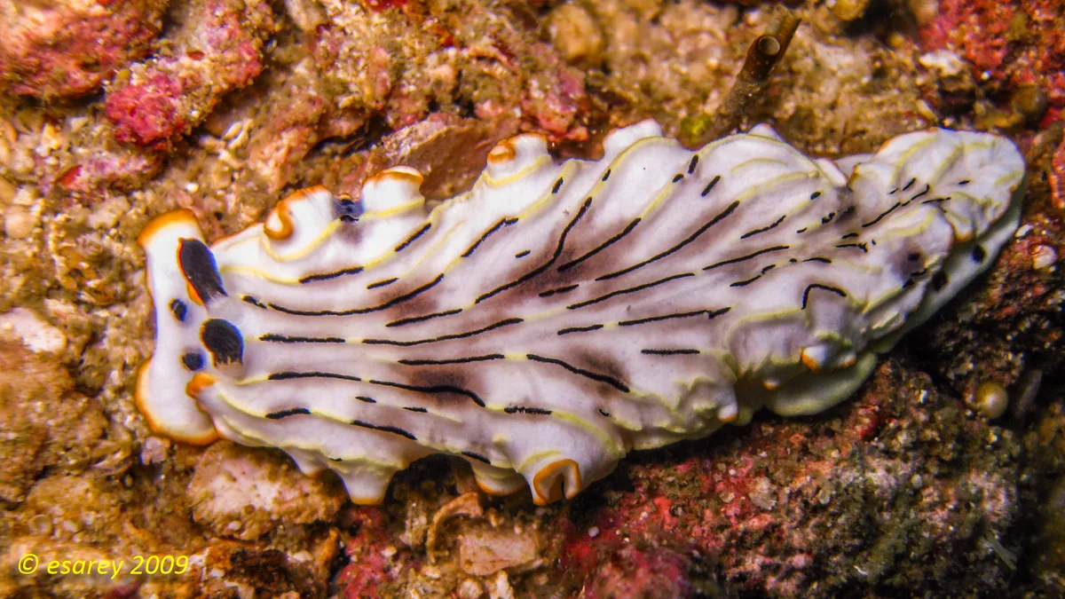 Dermatobranchus gonatophorus - Ko Raya Yai, Rawai, Mueang Phuket District, Phuket, Thaimaa