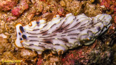 Dermatobranchus gonatophorus - Ko Raya Yai, Rawai, Mueang Phuket District, Phuket, Thaimaa