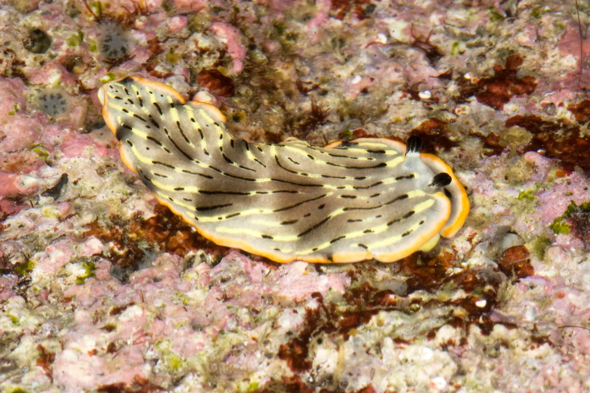 Dermatobranchus gonatophorus - Mabini, Batangas, Philippines