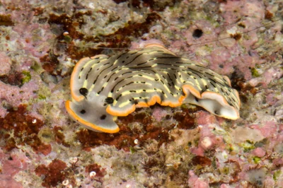 Dermatobranchus gonatophorus - Mabini, Batangas, Philippines