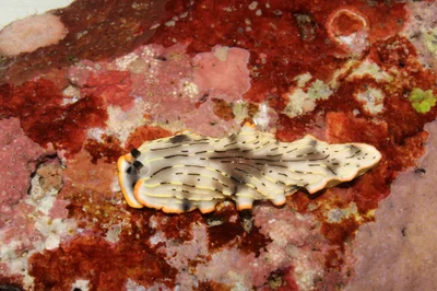 Dermatobranchus gonatophorus - Bonito Island