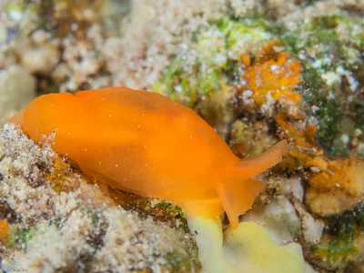 Berthellina citrina