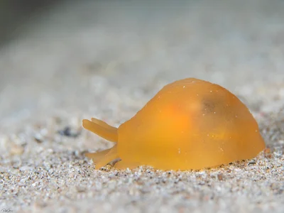 Berthellina citrina