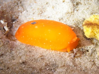 Berthellina Citrina