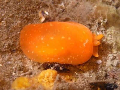 Berthellina Citrina
