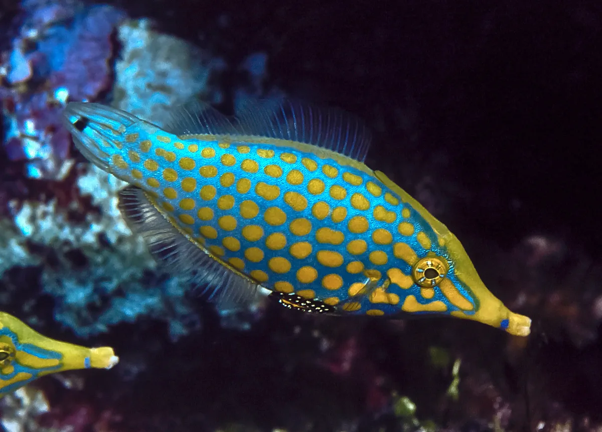 Orange Spotted Filefish