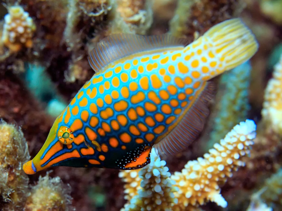 Orange Spotted Filefish