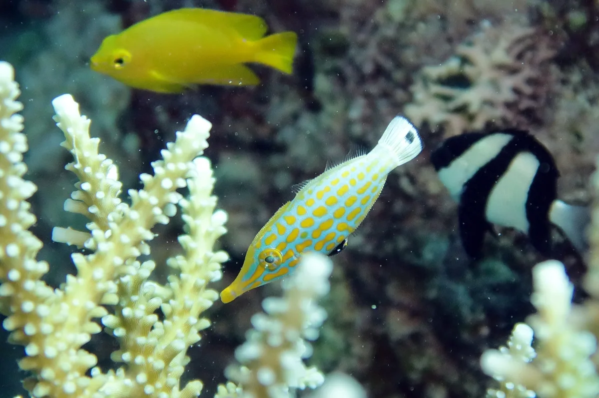 Oxymonacanthus longirostris - Moalboal, PH-CB, PH