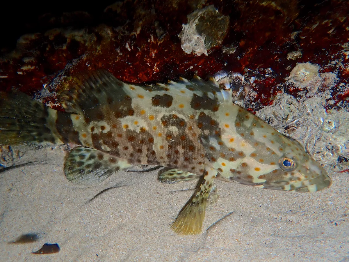 Epinephelus coioides.點帶石斑.