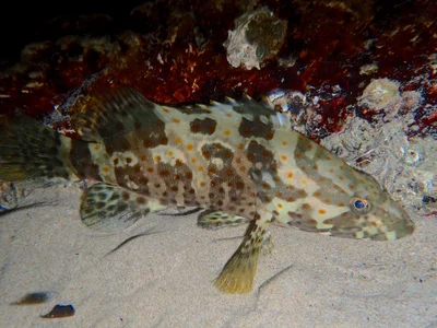 Epinephelus coioides.點帶石斑.