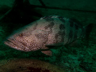 Epinephelus coioides