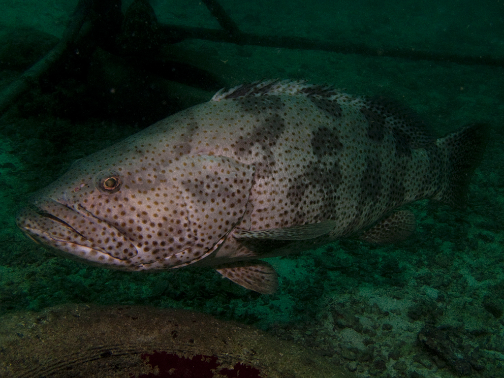 Epinephelus coioides