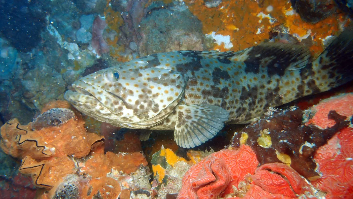 Epinephelus coioides - Orange-Spotted Grouper