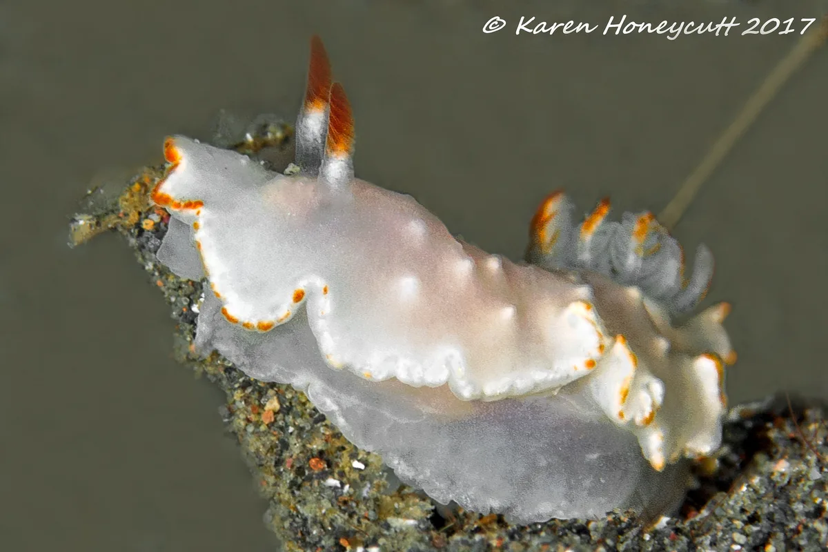 Diversidoris aurantionodulosa (Nudibranch) - Lembeh, Indonesia