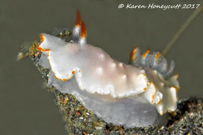 Diversidoris aurantionodulosa (Nudibranch) - Lembeh, Indonesia