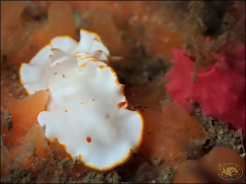 Nudibranch (Diversidoris aurantionodulosa)