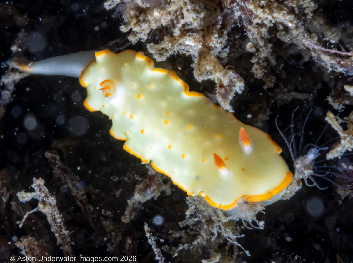 Diversidoris aurantionodulosa - Gold Coast QLD, Australia
