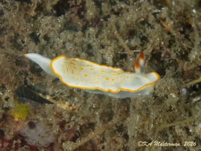 Diversidoris aurantionodulosa - Gold Coast QLD, Australia