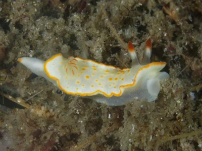 Diversidoris aurantionodulosa - Gold Coast QLD, Australia
