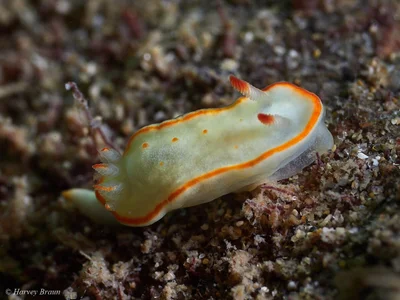 Diversidoris aurantionodulosa - Main Beach-South Stradbroke, Queensland, Australia