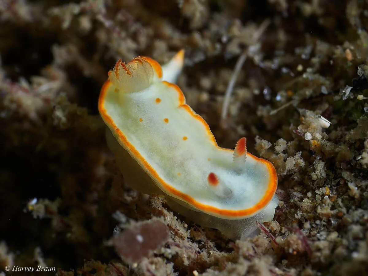 Diversidoris aurantionodulosa - Main Beach-South Stradbroke, Queensland, Australia