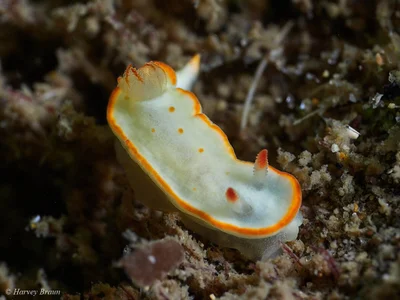 Diversidoris aurantionodulosa - Main Beach-South Stradbroke, Queensland, Australia