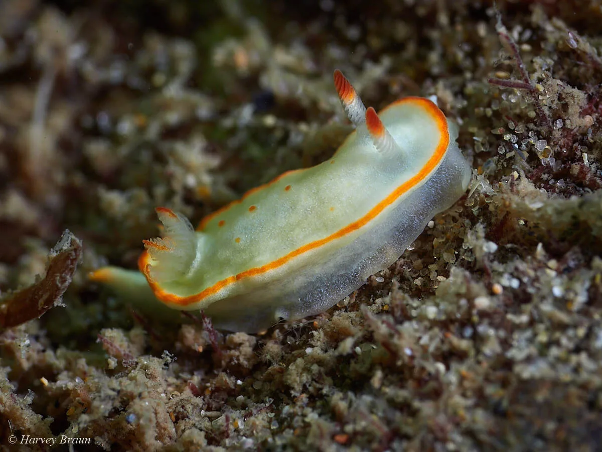 Diversidoris aurantionodulosa - Main Beach-South Stradbroke, Queensland, Australia