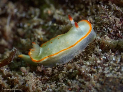 Diversidoris aurantionodulosa - Main Beach-South Stradbroke, Queensland, Australia