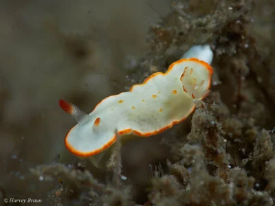 Diversidoris aurantionodulosa - Main Beach-South Stradbroke, Queensland, Australia