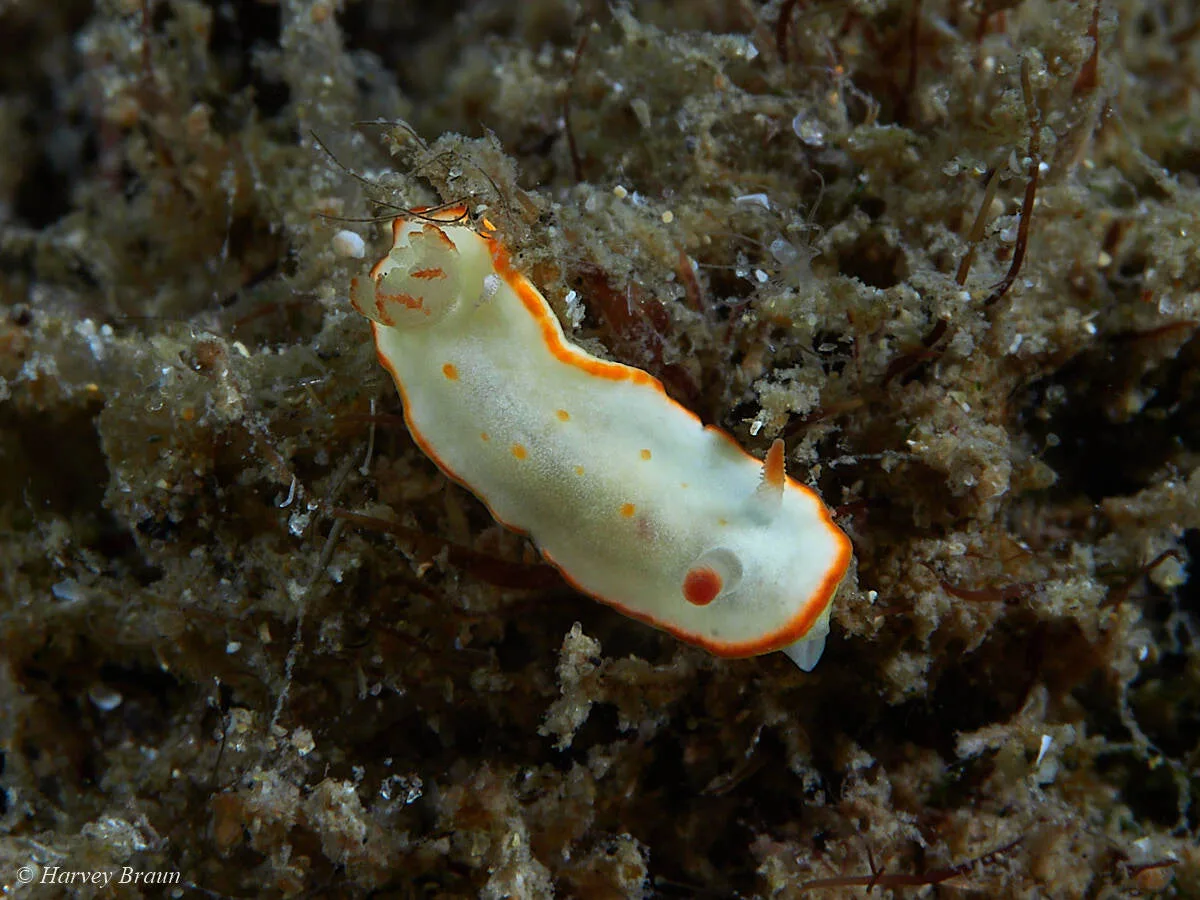 Diversidoris aurantionodulosa - Main Beach-South Stradbroke, Queensland, Australia