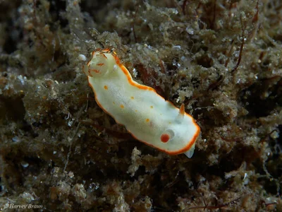 Diversidoris aurantionodulosa - Main Beach-South Stradbroke, Queensland, Australia