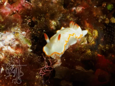 Diversidoris aurantionodulosa - South Solitary Island, New South Wales, Australia