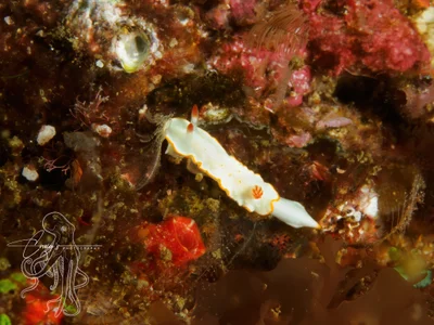 Diversidoris aurantionodulosa - South Solitary Island, New South Wales, Australia