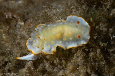 Diversidoris aurantionodulosa - Gold Coast QLD, Australia