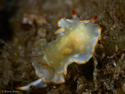 Diversidoris aurantionodulosa - Gold Coast QLD, Australia