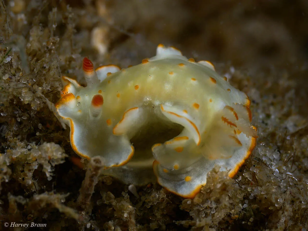Diversidoris aurantionodulosa - Gold Coast QLD, Australia