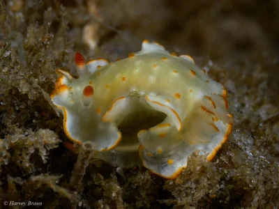 Diversidoris aurantionodulosa - Gold Coast QLD, Australia